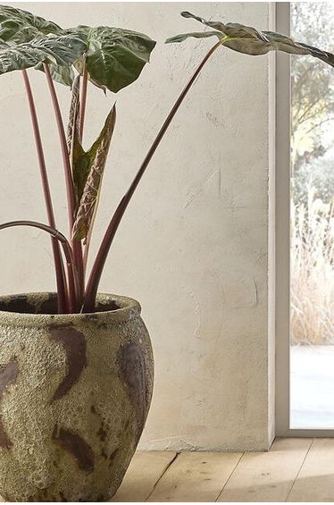 Colin Pure Linen Curtain with Knots